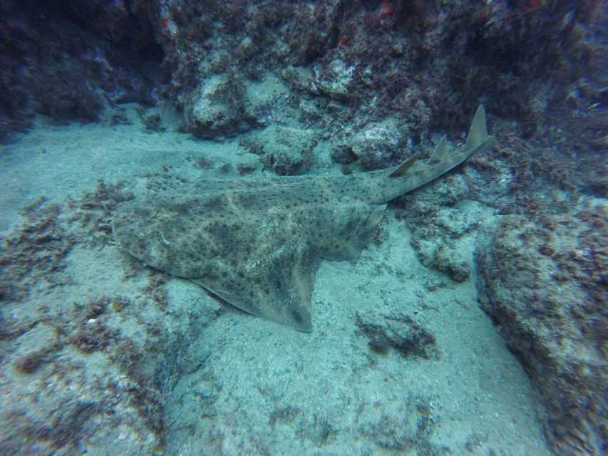 Puerto Del Carmen: Try Scuba Diving with 2 Dives and Photos - Second session: up to 12 metres