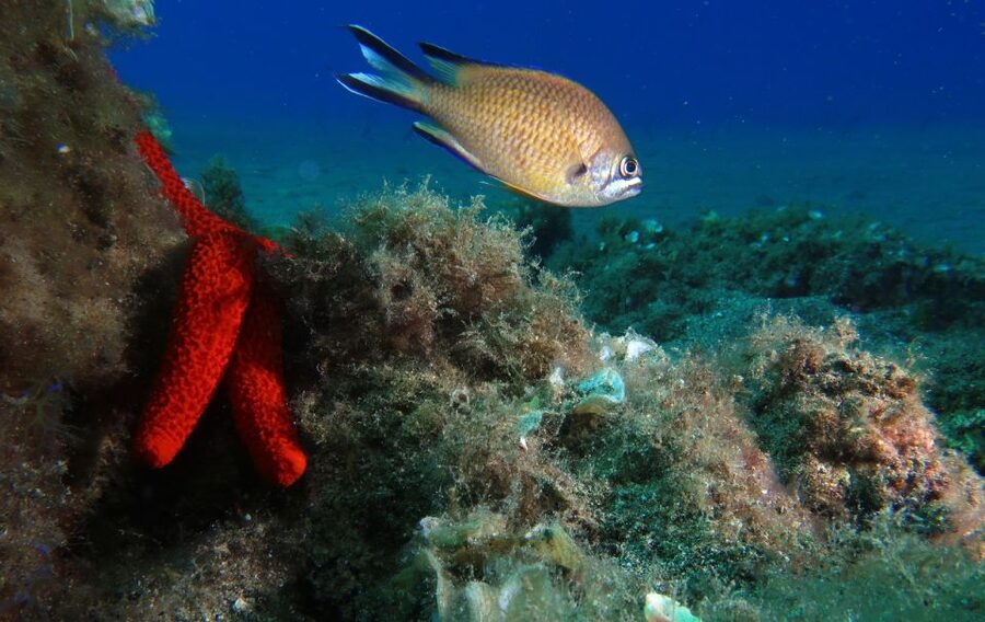 Puerto Del Carmen: Try Scuba Diving with 2 Dives and Photos - What the price includes, and what it does not