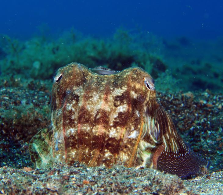 Puerto Del Carmen: Try Scuba Diving with 2 Dives and Photos - The flight rule is important