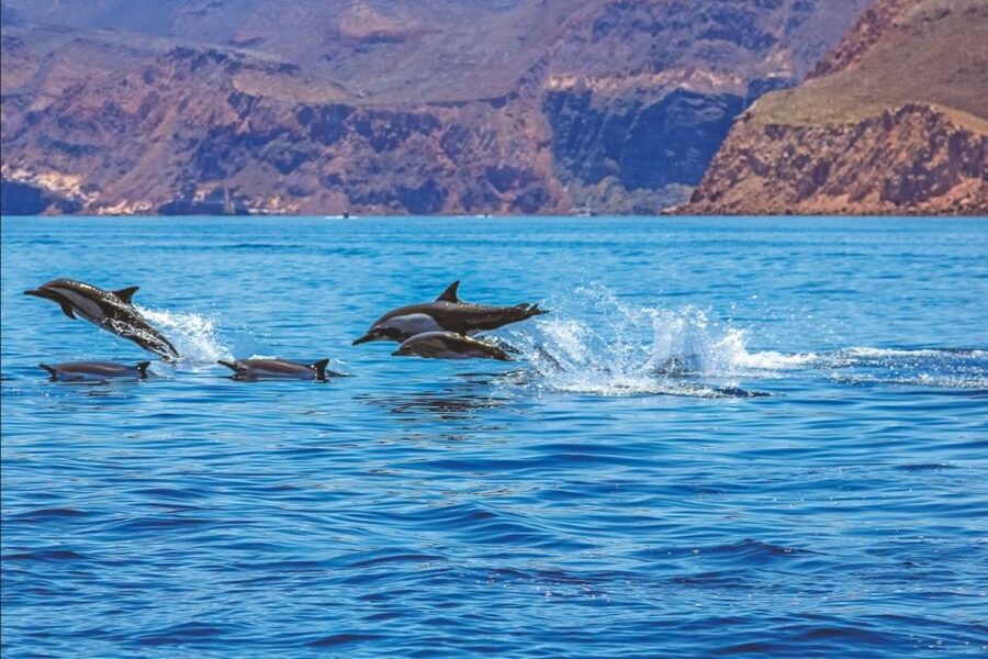 Puerto Rico : 2 hour Dolphin Catamaran Excursion - Final verdict: should you book it?