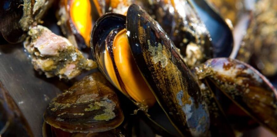 Ría de Arousa: Boat Ride to Mussel Farm with Tasting - Timing, weather, and practical planning