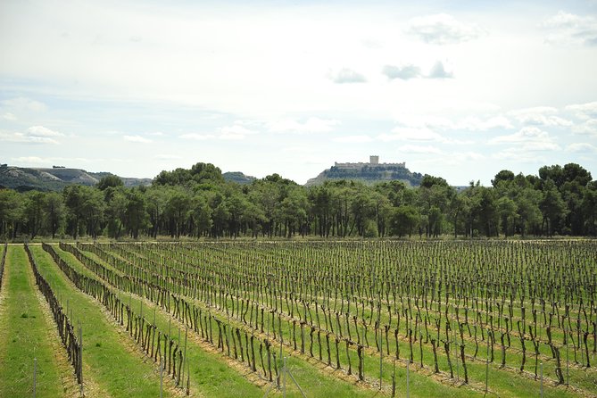 Ribera del Duero Wineries Guided Tour & Wine Tasting from Madrid - Key points to know before booking