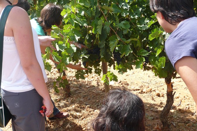 Ribera del Duero Wineries Guided Tour & Wine Tasting from Madrid - First winery: from grape to bottle near Aranda de Duero