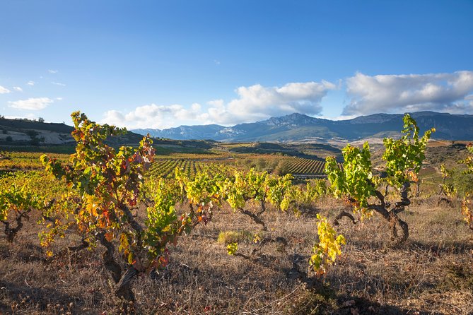 Rioja Wine Tour: 2 Wineries From Bilbao - The second winery: a useful contrast