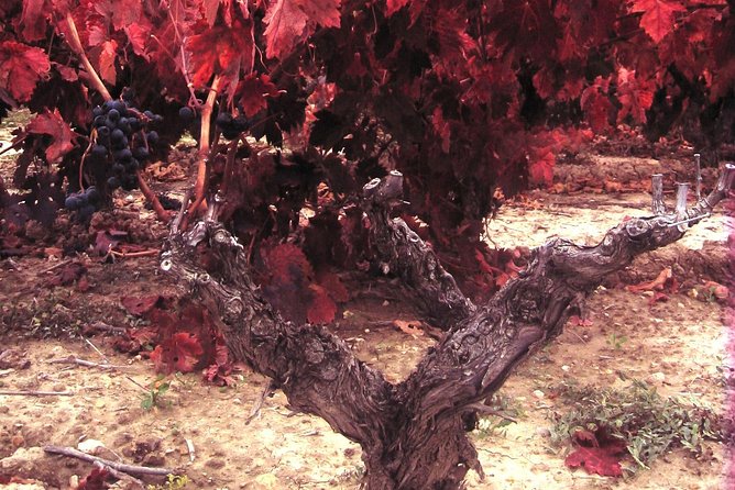 Rioja Wine Tour: 2 Wineries From Bilbao - Pickup, timing, and group details