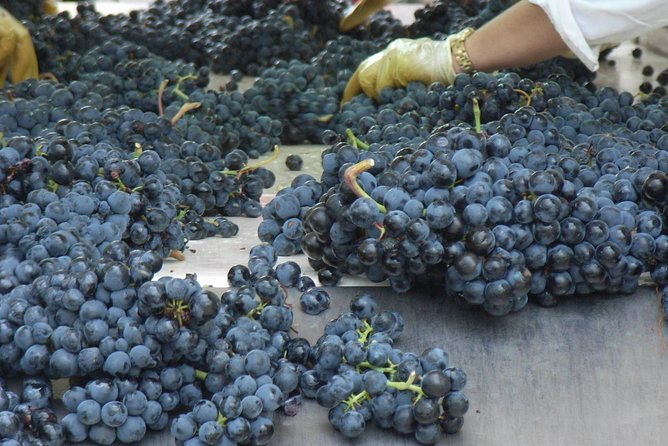 Rioja Wine Tour: 2 Wineries From Bilbao - Who will enjoy this Rioja day