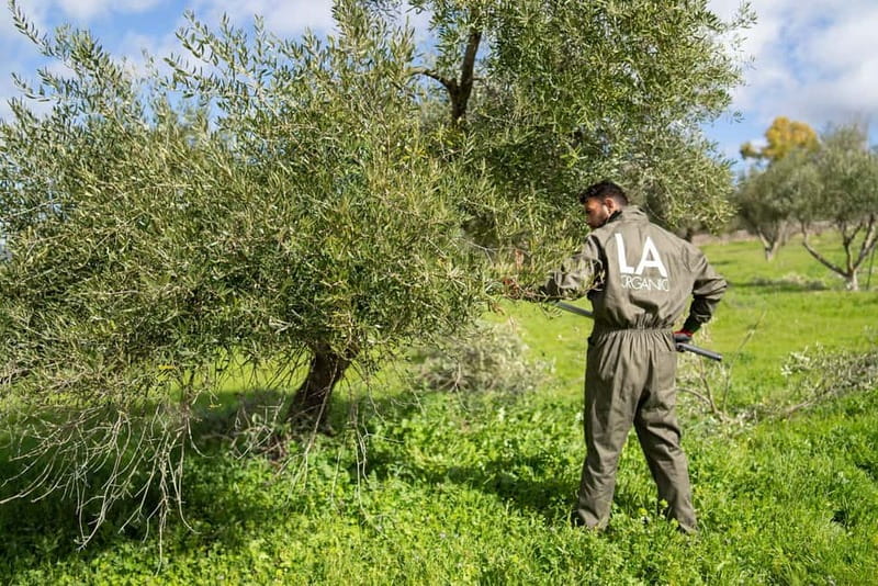 Ronda: LA Almazara LA Organic, Olive Oil Museum and Tasting - Starting with the family story and olive oil tradition