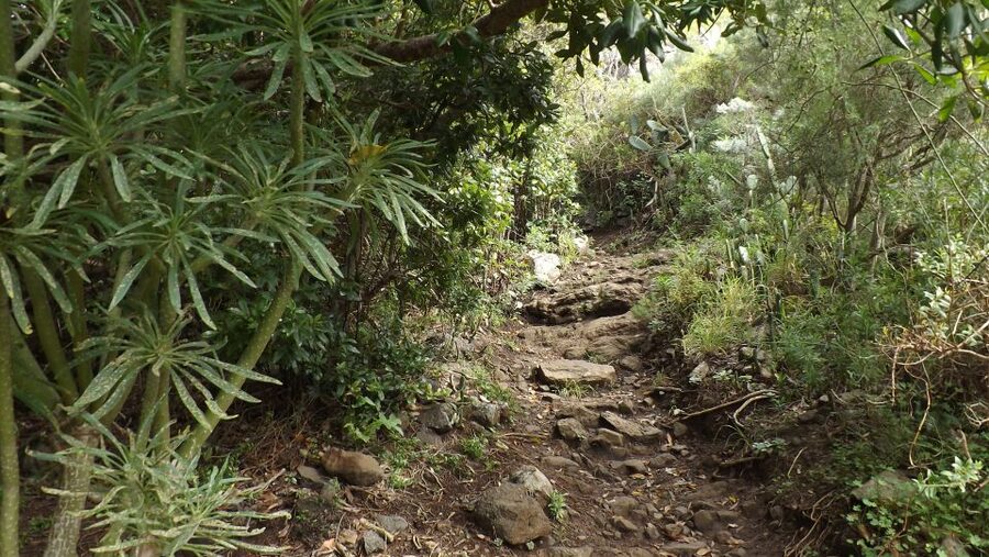Santa Cruz de Tenerife: 2-Hour Hiking Tour in Anaga Forest - What the forest walk actually gives you
