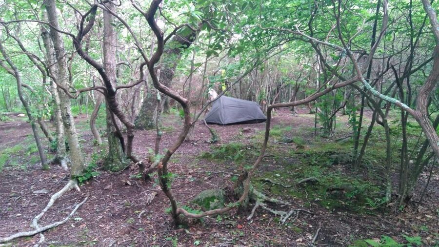 Santa Cruz de Tenerife: 2-Hour Hiking Tour in Anaga Forest - What to wear and pack