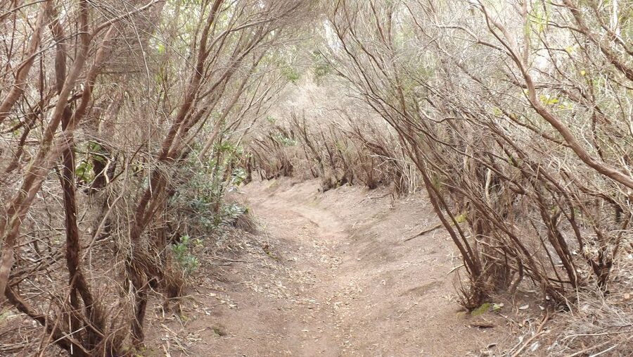 Santa Cruz de Tenerife: 2-Hour Hiking Tour in Anaga Forest - Starting near La Laguna
