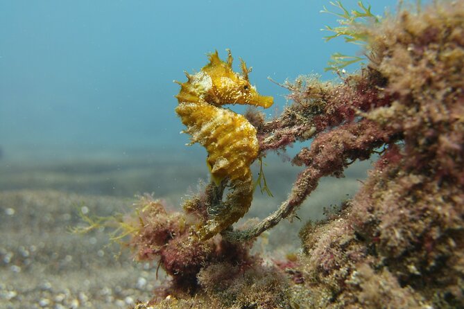 Scuba Diving Experience for Beginners in Gran Canaria - The underwater session in Gran Canaria