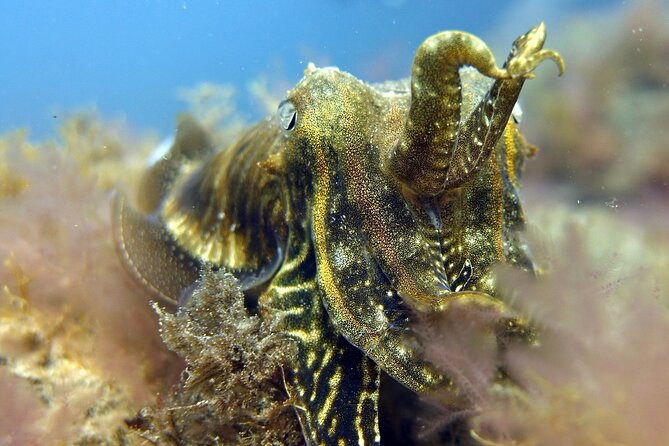 Scuba Diving Experience for Beginners in Gran Canaria - The human side of a first attempt