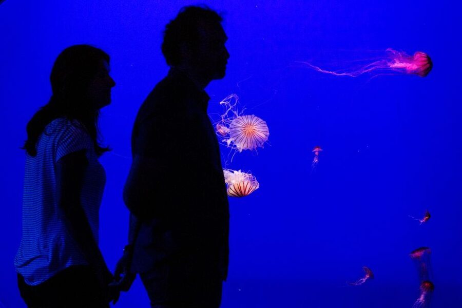 Seville Aquarium Admission Ticket - When to visit and how to plan your time