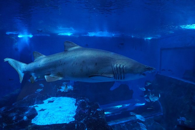 Seville Aquarium Admission Ticket - A voyage around the world in 90 minutes