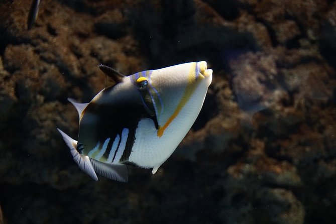 Seville Aquarium Admission Ticket - The Atlantic and main tank provide the big visual moment