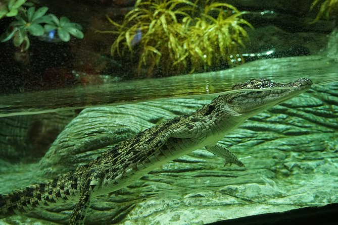 Seville Aquarium Admission Ticket - The axolotl installation offers a conservation lesson