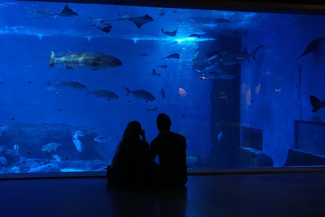 Seville Aquarium Admission Ticket - How the size affects the $20 price