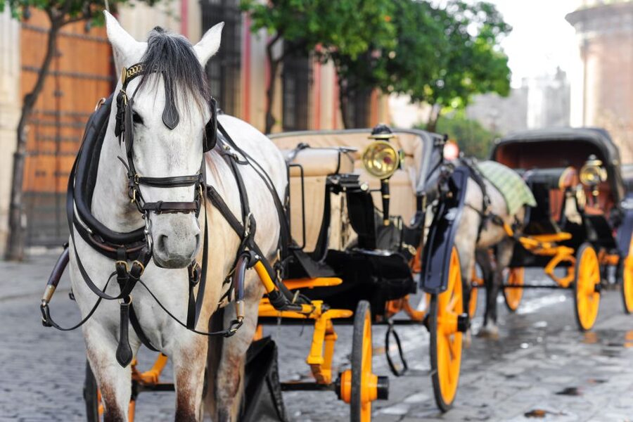 Seville: Authentic and Romantic Horse-Drawn Carriage Ride - What the driver adds to the experience