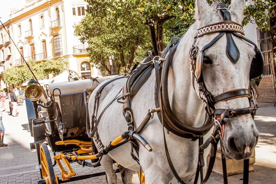 Seville: Authentic and Romantic Horse-Drawn Carriage Ride - Price, group size, and real value