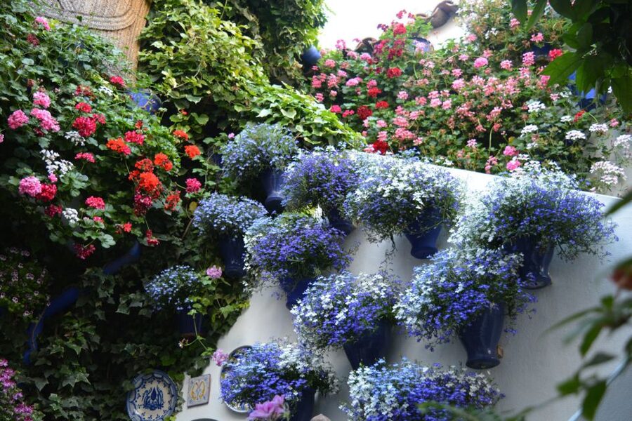 Sights, Sounds, and Scents of Córdoba's Patios - The best time to notice the evening mood