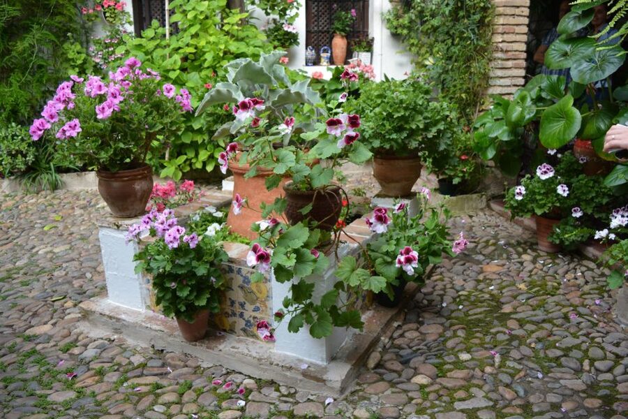 Sights, Sounds, and Scents of Córdoba's Patios - A short Fino lesson and Montilla-Moriles wine