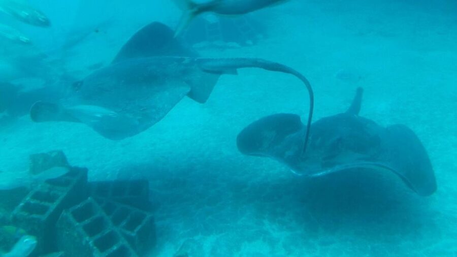 Southern Tenerife: 50-Minute Submarine Dive - Why the hotel bus transfer is worth using