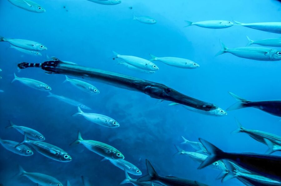 Southern Tenerife: 50-Minute Submarine Dive - Is $72 a fair price?
