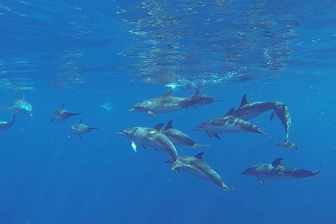 Spirit of the Sea: Cetacean sighting in Gran Canaria - Setting Out From Puerto Rico for a 2.5-Hour Search