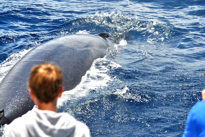 Spirit of the Sea: Cetacean sighting in Gran Canaria - A Catamaran Built for Watching Cetaceans