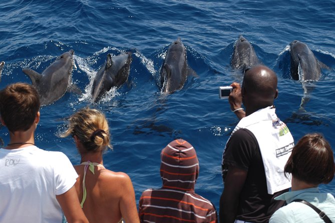 Spirit of the Sea: Cetacean sighting in Gran Canaria - Respectful Wildlife Watching Matters