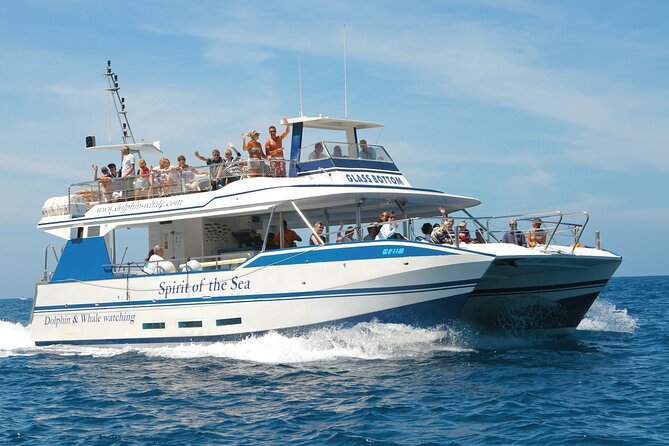 Spirit of the Sea: Cetacean sighting in Gran Canaria - Comfort, Drinks, and the Reality of Open Water
