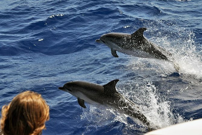 Spirit of the Sea: Cetacean sighting in Gran Canaria - What Can Go Wrong