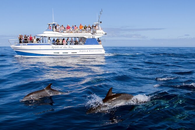 Spirit of the Sea: Cetacean sighting in Gran Canaria - Who Will Enjoy This Boat Trip Most?