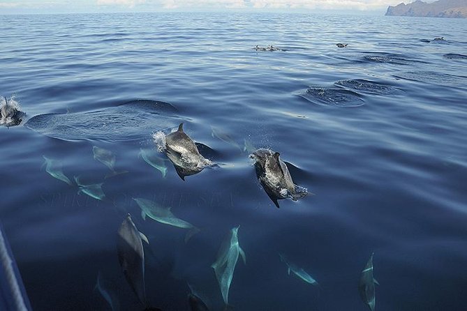 Spirit of the Sea: Cetacean sighting in Gran Canaria - Cancellation and Planning Details