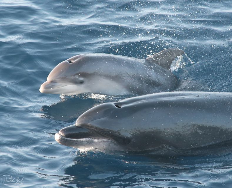 Tarifa: Whale & Dolphin Watching in the Strait of Gibraltar - Key points to know before booking
