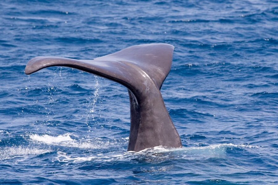 Tarifa: Whale & Dolphin Watching in the Strait of Gibraltar - Sightings are exciting, but never certain