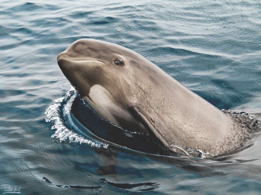 Tarifa: Whale & Dolphin Watching in the Strait of Gibraltar - Sailing into the Strait from Tarifa