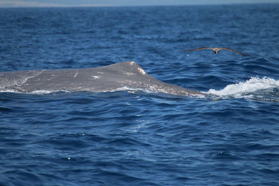 Tarifa: Whale & Dolphin Watching in the Strait of Gibraltar - The marine life you might see