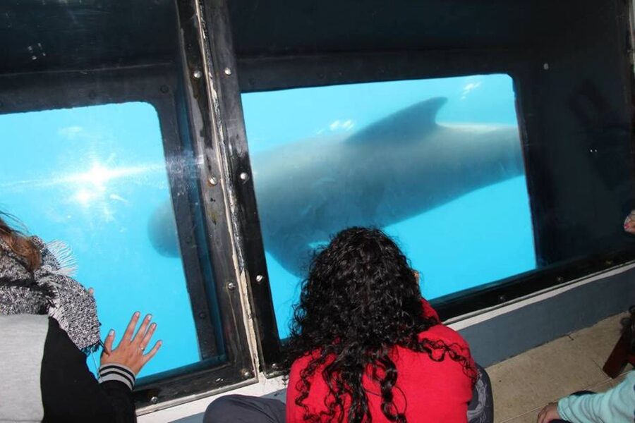 Tarifa: Whale & Dolphin Watching in the Strait of Gibraltar - Guides who add more than animal names