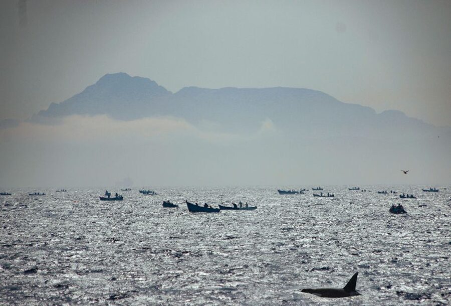 Tarifa: Whale & Dolphin Watching in the Strait of Gibraltar - Sea conditions, comfort, and what to bring