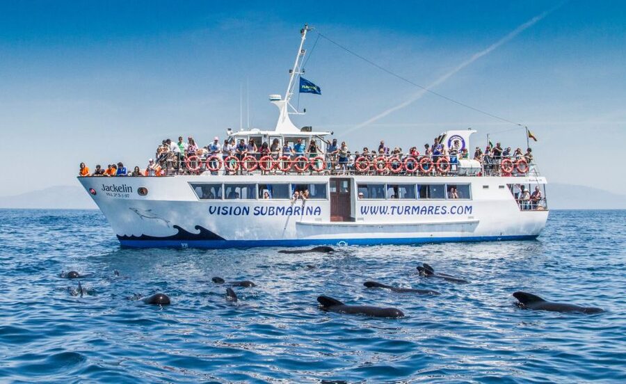 Tarifa: Whale & Dolphin Watching in the Strait of Gibraltar - A boat trip that works for families