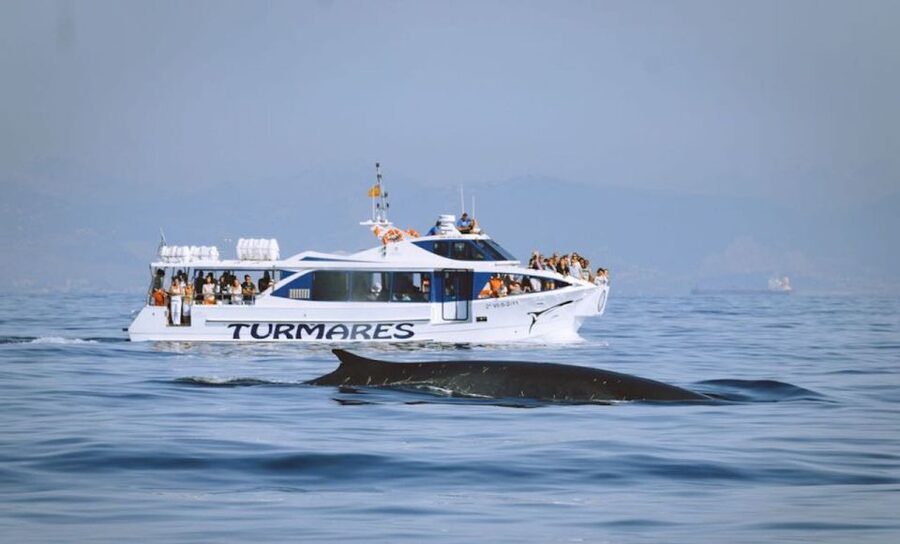 Tarifa: Whale & Dolphin Watching in the Strait of Gibraltar - Is $53 a fair price?