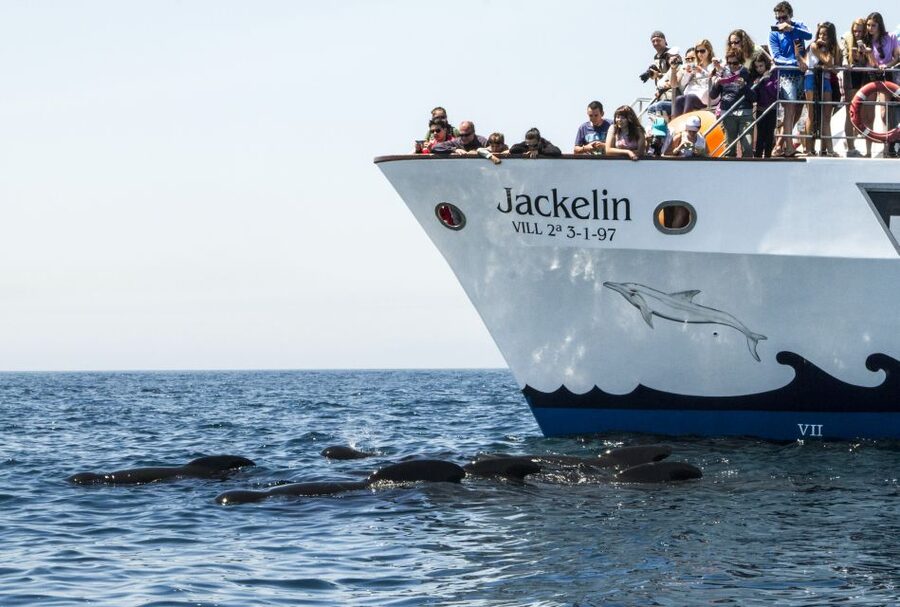 Tarifa: Whale & Dolphin Watching in the Strait of Gibraltar - Timing, parking, and small practical matters