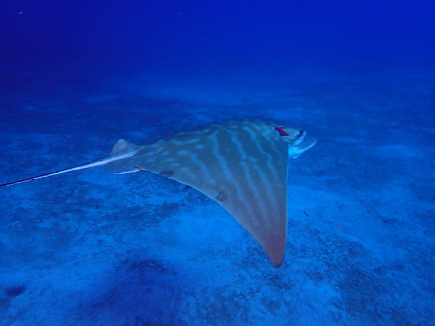 Tenerife: Abades Beach Beginner Diving Experience - Cancellation and booking flexibility
