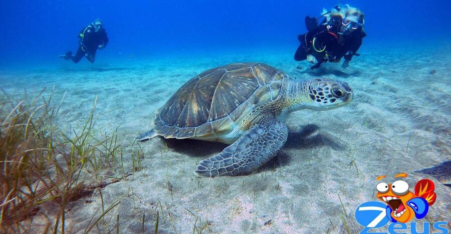 Tenerife: Abades Beach Beginner Diving Experience - Why Abades Bay works for first-time scuba
