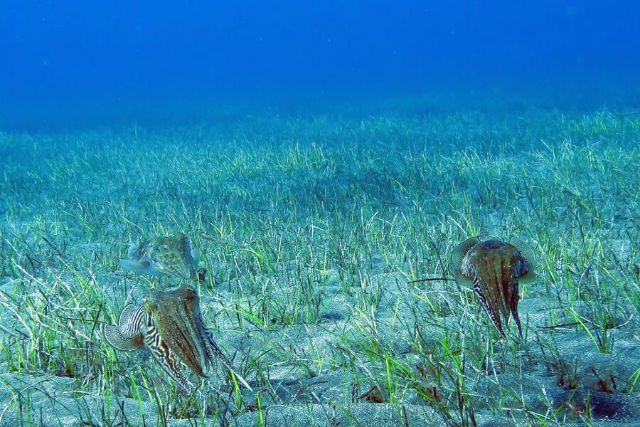 Tenerife: Abades Beach Beginner Diving Experience - What the $100 price includes