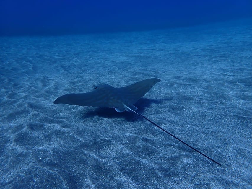 Tenerife: Abades Beach Beginner Diving Experience - Transport, timing, and what to bring