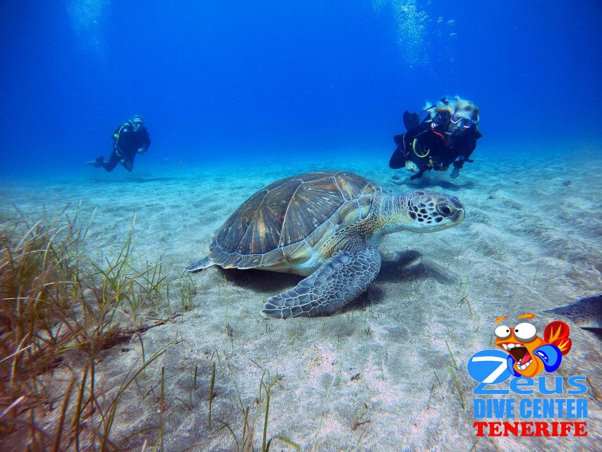 Tenerife: Abades Beach Beginner Diving Experience - What happens during the three-hour outing