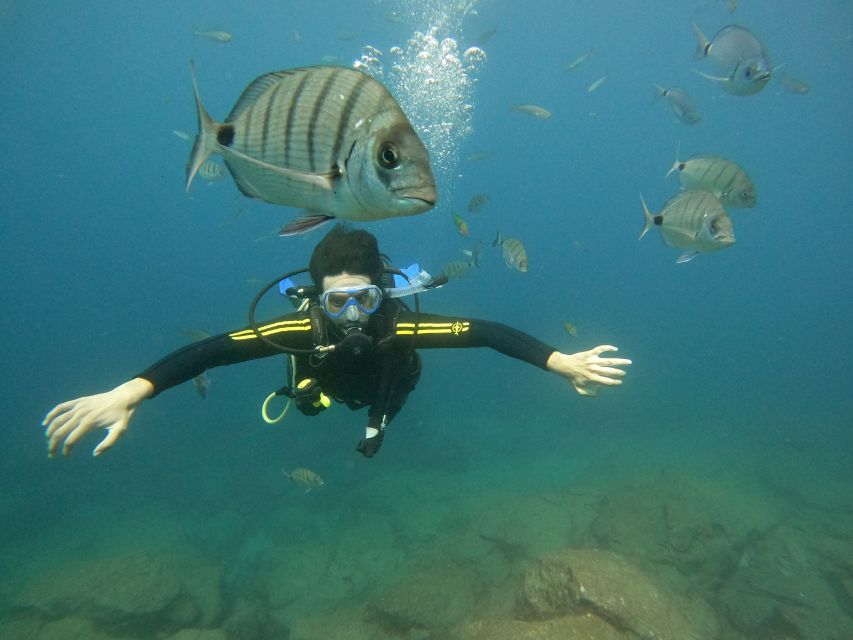 Tenerife: Beginners Scuba Dive Experience in Turtle Area - Key points to know before booking
