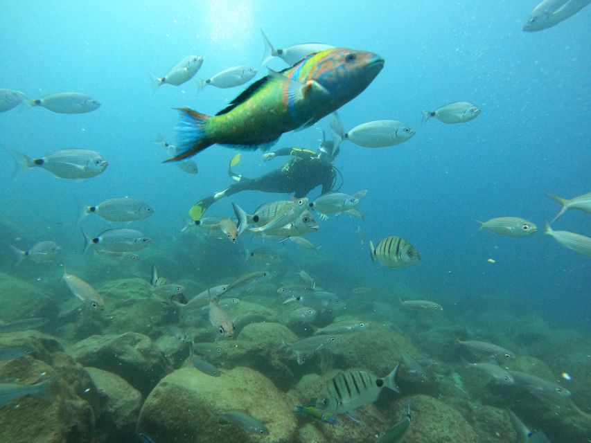 Tenerife: Beginners Scuba Dive Experience in Turtle Area - Who will enjoy this most?
